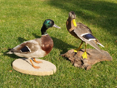 Enten zum Verkauf